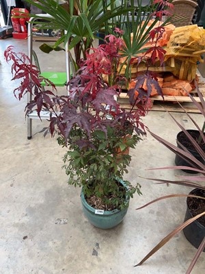 Lot 2205 - Large potted Palmation acer in green glazed...