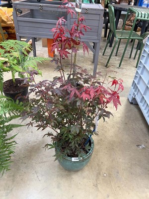 Lot 2206 - Large potted Palmation acer in green glazed...