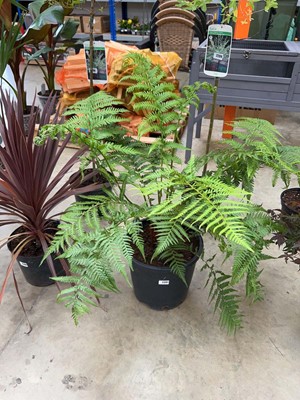Lot 2207 - Large potted Dicksonata Tasmanian fern
