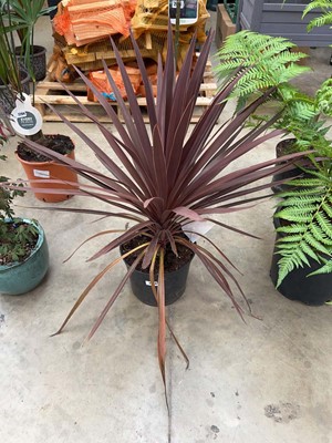 Lot 2208 - Large potted purple Superstar cordyline in pot