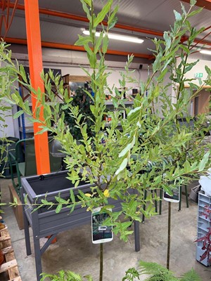 Lot 2209 - Large potted Hakuro-nishiki Salix ornamental tree
