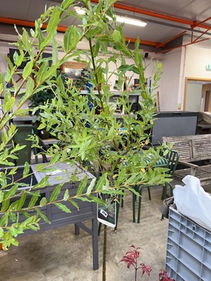 Lot 2210 - Large potted Hakuro-nishiki Salix ornamental tree