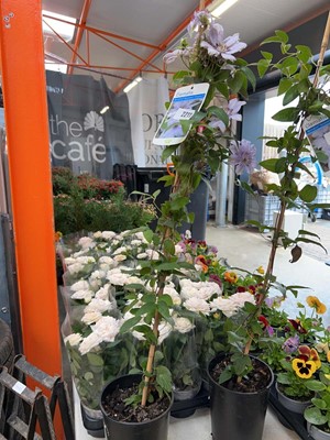 Lot 2211 - Potted Bernadine Boulevard climbing clematis