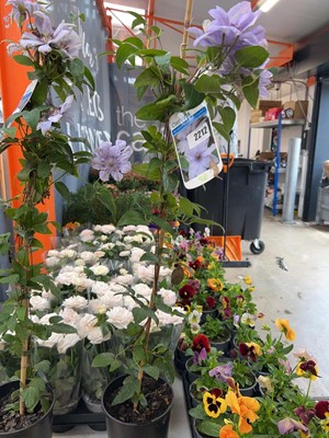 Lot 2212 - Potted Bernadine Boulevard climbing clematis