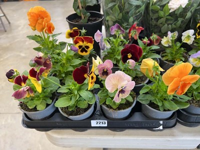 Lot 2213 - Tray containing 10 potted bedding pansies