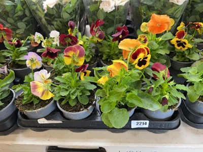 Lot 2214 - Tray containing 10 potted bedding pansies