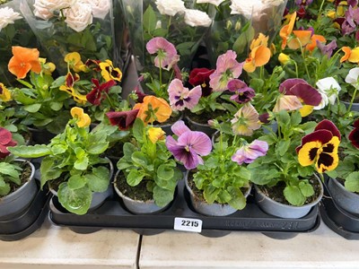 Lot 2215 - Tray containing 10 potted bedding pansies