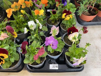Lot 2216 - Tray containing 10 potted bedding pansies