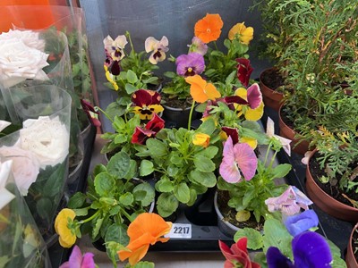 Lot 2217 - Tray containing 10 potted bedding pansies