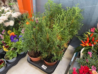 Lot 2218 - Tray containing 8 potted evergreen conifer shrubs