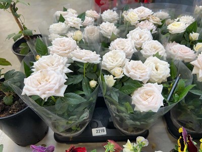 Lot 2219 - Tray containing 8 potted roses in presentation...