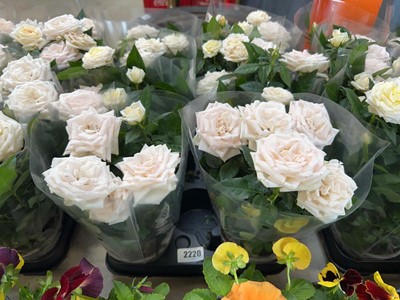 Lot 2220 - Tray containing 8 potted roses in presentation...