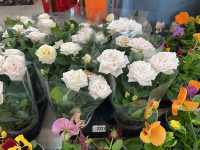 Lot 2221 - Tray containing 8 potted roses in presentation...