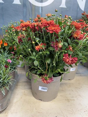 Lot 2222 - Pair of red and orange flowering chrysanthemums
