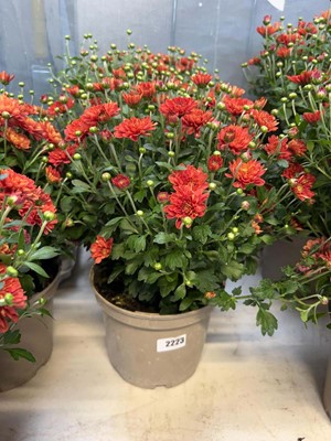 Lot 2223 - Pair of red and orange flowering chrysanthemums