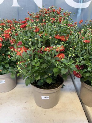 Lot 2224 - Pair of red and orange flowering chrysanthemums
