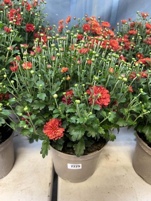 Lot 2225 - Pair of red and orange flowering Chrysanthemums