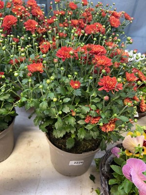 Lot 2226 - Pair of red and orange flowering Chrysanthemums