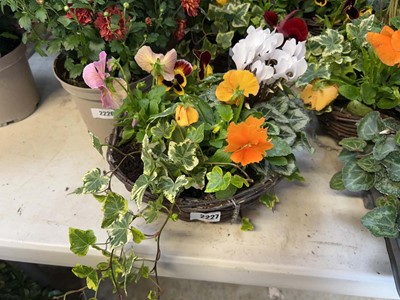 Lot 2227 - Pair of pre-planted wicker hanging baskets...