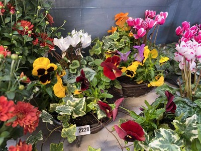 Lot 2228 - Pair of pre-planted wicker hanging baskets...