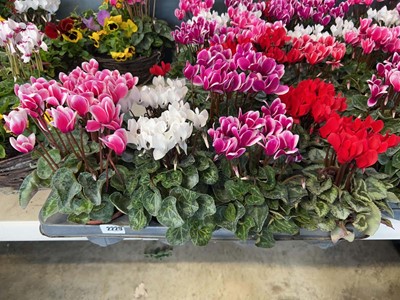 Lot 2229 - Tray containing 8 large potted Cyclamen