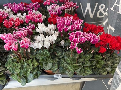 Lot 2230 - Tray containing 8 large potted Cyclamen