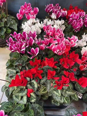 Lot 2231 - Tray containing 8 large potted Cyclamen