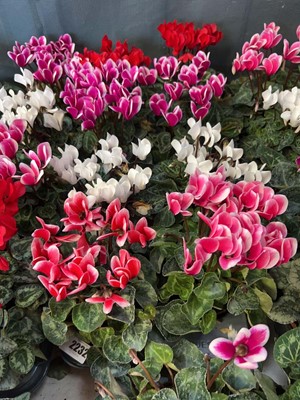 Lot 2232 - Tray containing 8 large potted Cyclamen