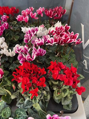 Lot 2233 - Tray containing 8 large potted Cyclamen