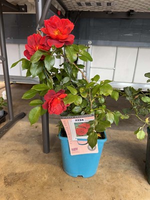 Lot 2234 - Potted Hot Chocolate Floribunda rose