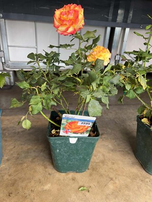 Lot 2235 - Potted Tequila Sunrise hybrid tea rose