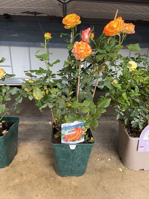 Lot 2236 - Potted Tequila Sunrise hybrid tea rose
