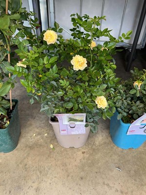 Lot 2237 - Potted Happy Birthday gift rose