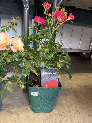 Lot 2238 - Potted Ruby rose
