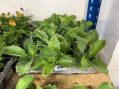 Lot 2240 - 2 trays of 20 Mother of Thousand plants
