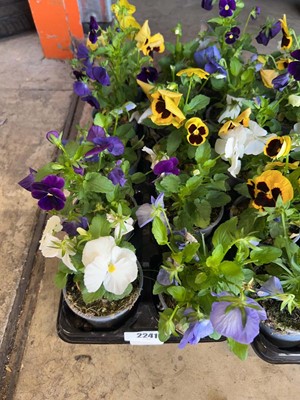 Lot 2241 - Tray containing 10 potted pansies