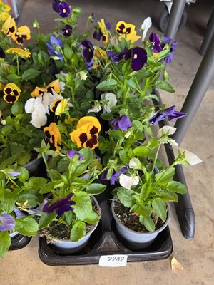 Lot 2242 - Tray containing 10 potted pansies