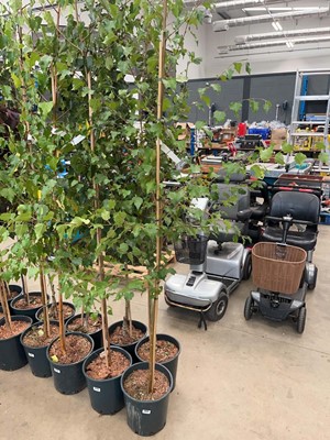 Lot 4171 - Betula alba pendula tree