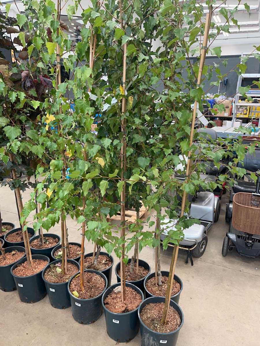 Lot 4172 - Betula alba pendula tree