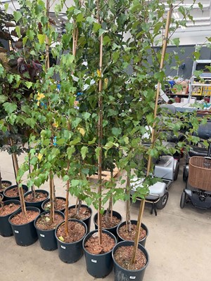 Lot 4172 - Betula alba pendula tree