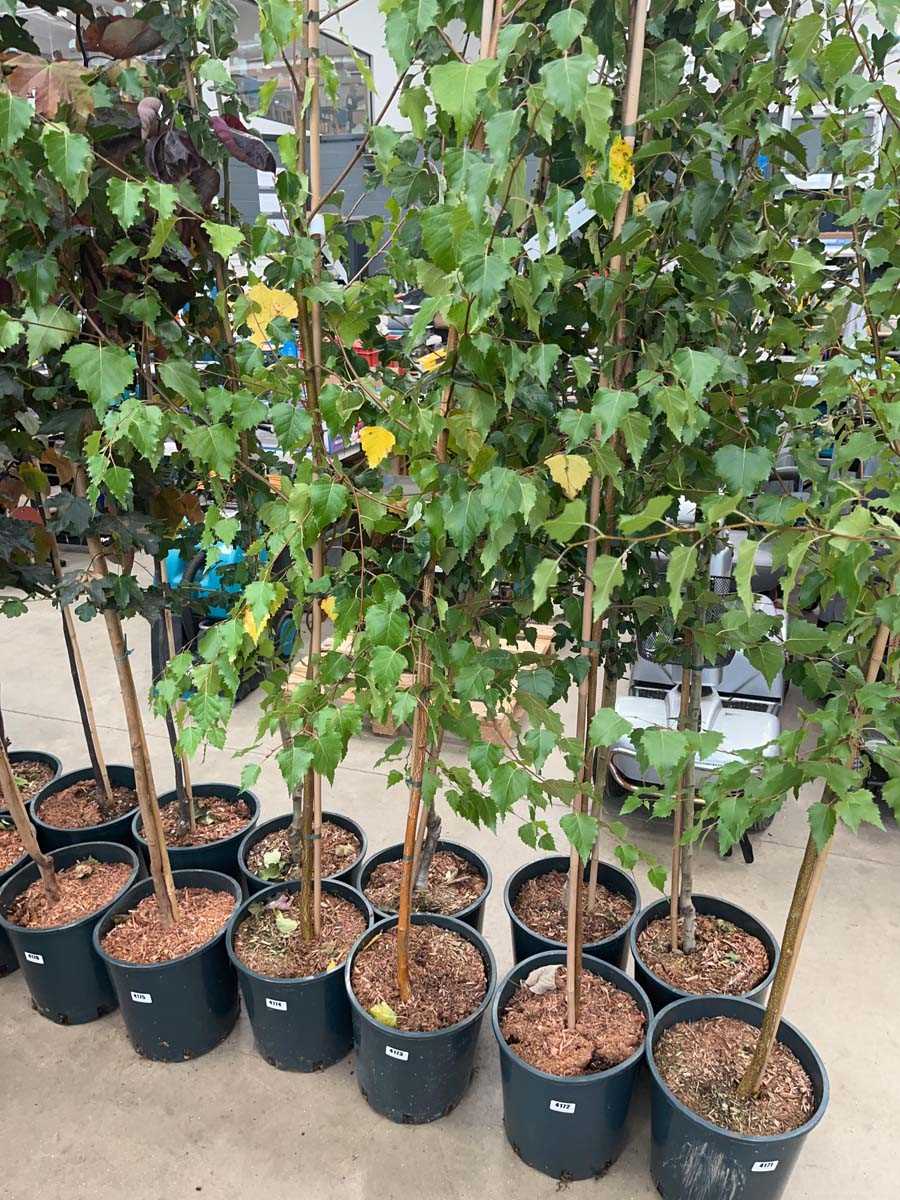 Lot 4173 - Betula alba pendula tree
