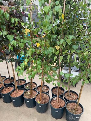 Lot 4173 - Betula alba pendula tree