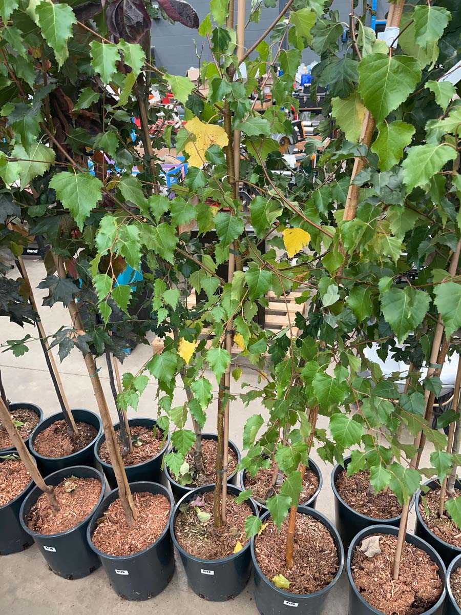 Lot 4174 - Betula alba pendula tree