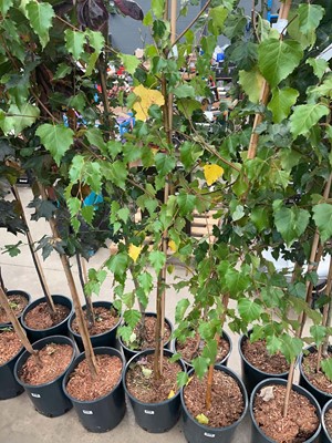 Lot 4174 - Betula alba pendula tree