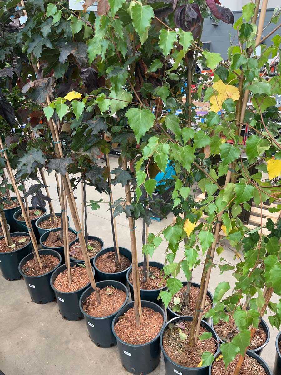 Lot 4175 - Acer pla Crimson King tree
