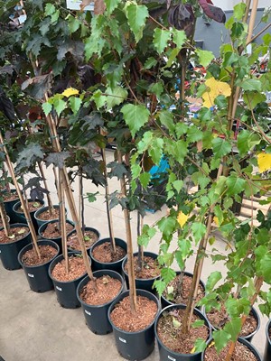 Lot 4175 - Acer pla Crimson King tree