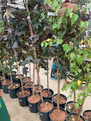 Lot 4176 - Acer pla Crimson King tree