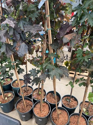 Lot 4177 - Acer pla Crimson King tree