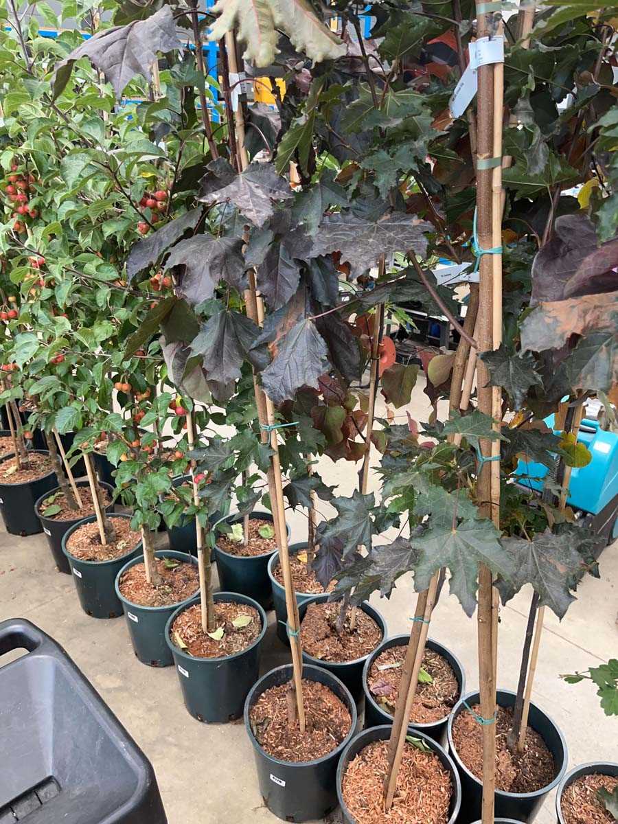 Lot 4178 - Acer pla Crimson King tree