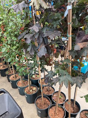 Lot 4178 - Acer pla Crimson King tree